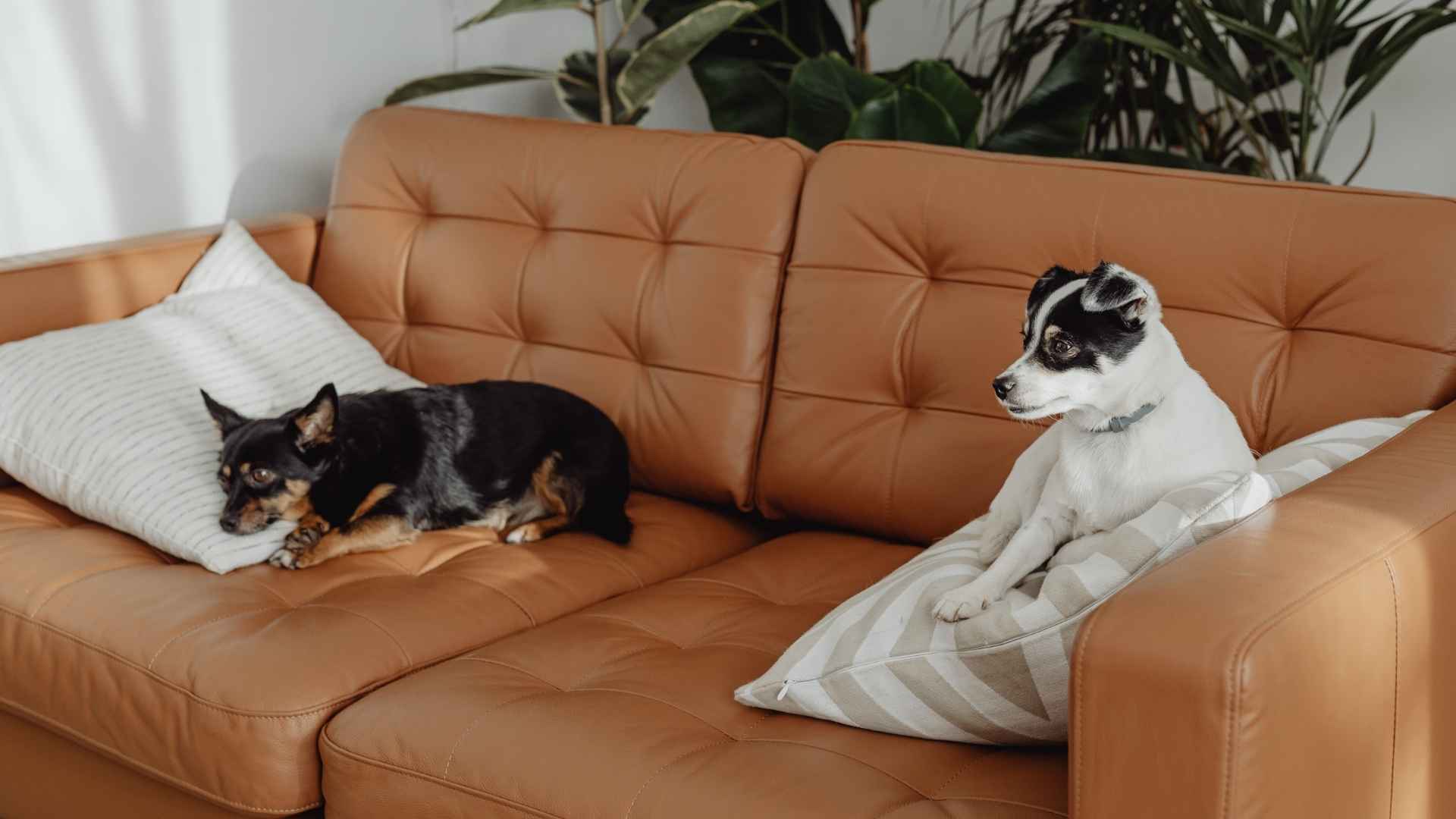 Perros con incontinencia urinaria